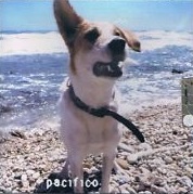 PACIFICO